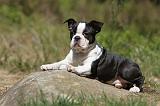 BOSTON TERRIER 238